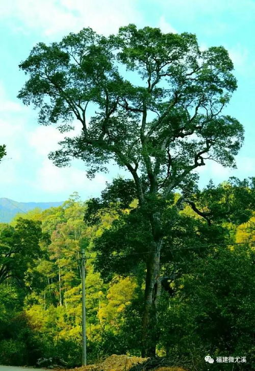 三明這個(gè)村,因瀑布而得名 太美了