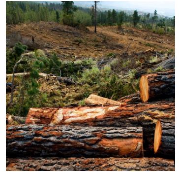 法在身邊 砍自家的林木,還犯法