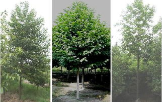 林木種質資源發掘 創制與利用 策略與方法 第二期 姜景民