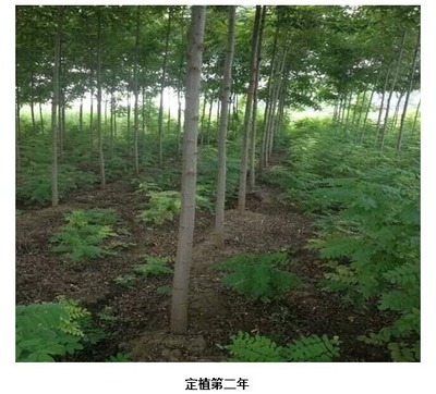 適宜貴州省黔東南地區(qū)栽種的經(jīng)濟林木有哪些