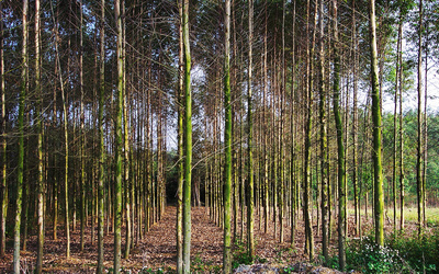 這種林木的生長迅速、能快速產生效益,但想種植卻不易申請