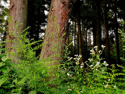 巴東:夏日綠蔥坡大美風光
