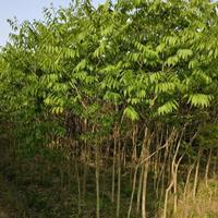 江西無患子3介紹/特征/用途