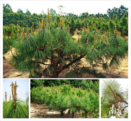 廣東十四五期間將建成9處國(guó)家重點(diǎn)林木良種基地 推動(dòng)花卉產(chǎn)業(yè)高質(zhì)量發(fā)展