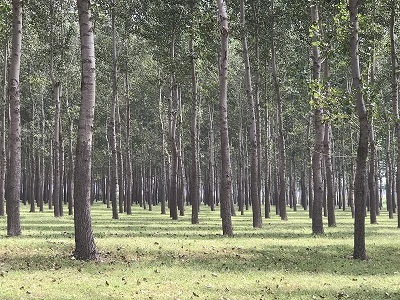 林地、林木、苗木、果樹(shù)技術(shù)鑒定與損害評(píng)估全解析