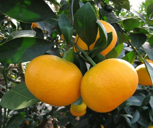 紐荷爾臍橙苗種植與蔬菜培育的協(xié)同發(fā)展——以湖南千思農(nóng)林科技公司為例