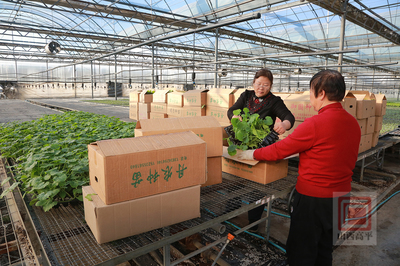 工廠化育苗增產又增收 為春耕備耕做足準備